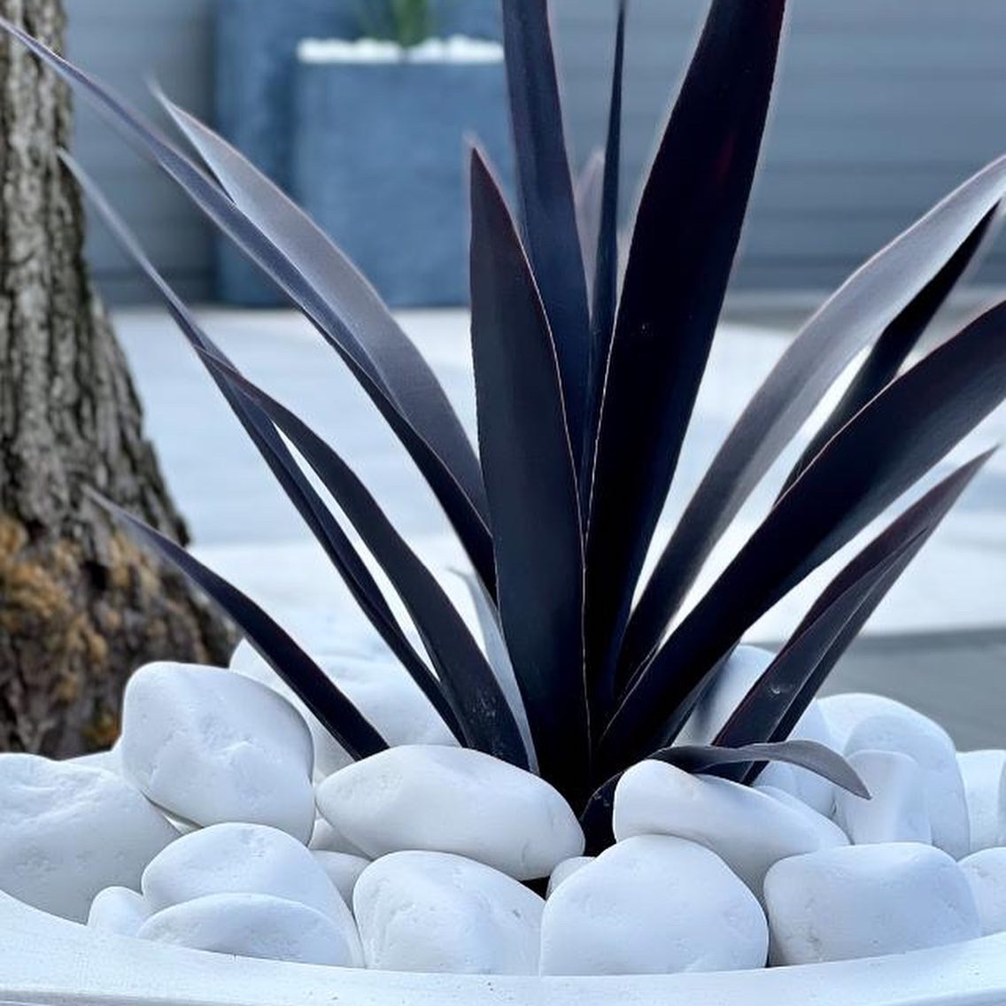 Snow-White Thassos Marble Pebbles 🇬🇷