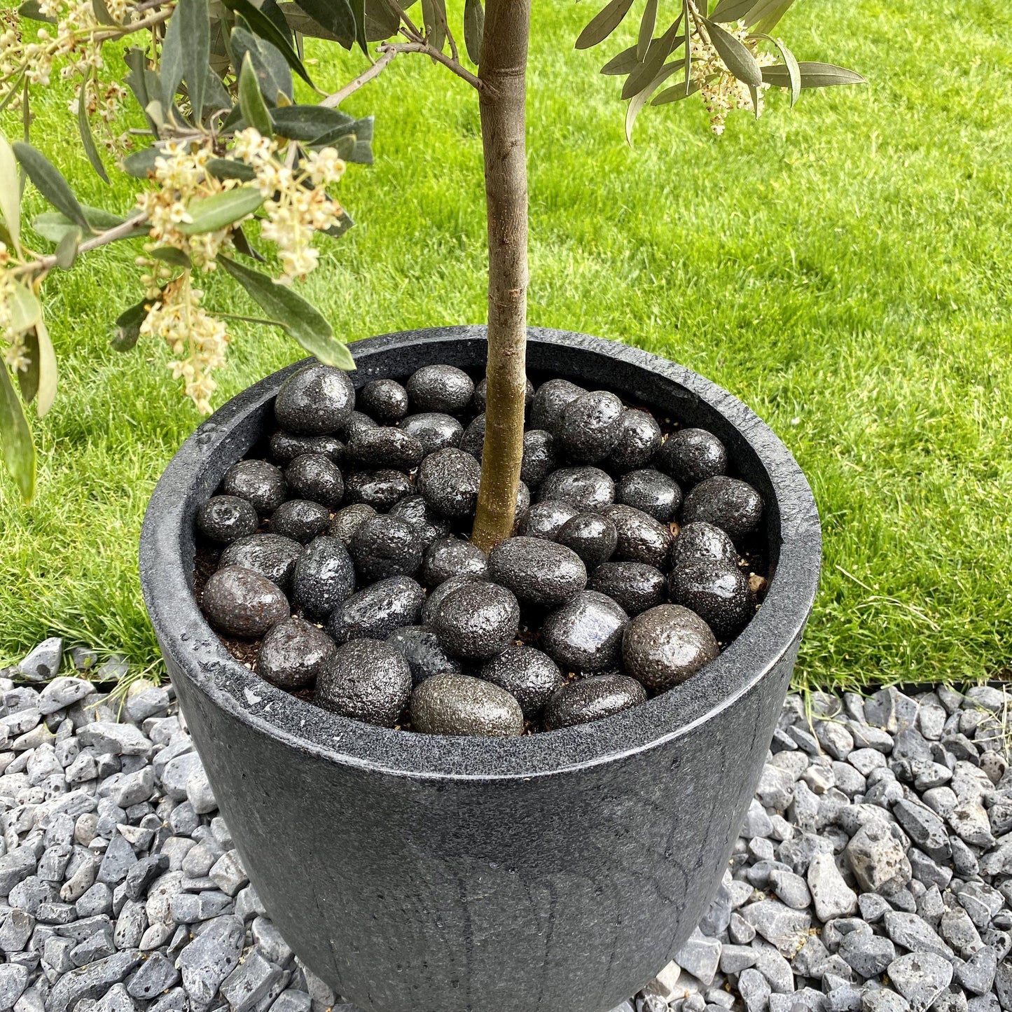 Black Lava Pebbles-Pebble-Stones4Gardens-stones4gardens
