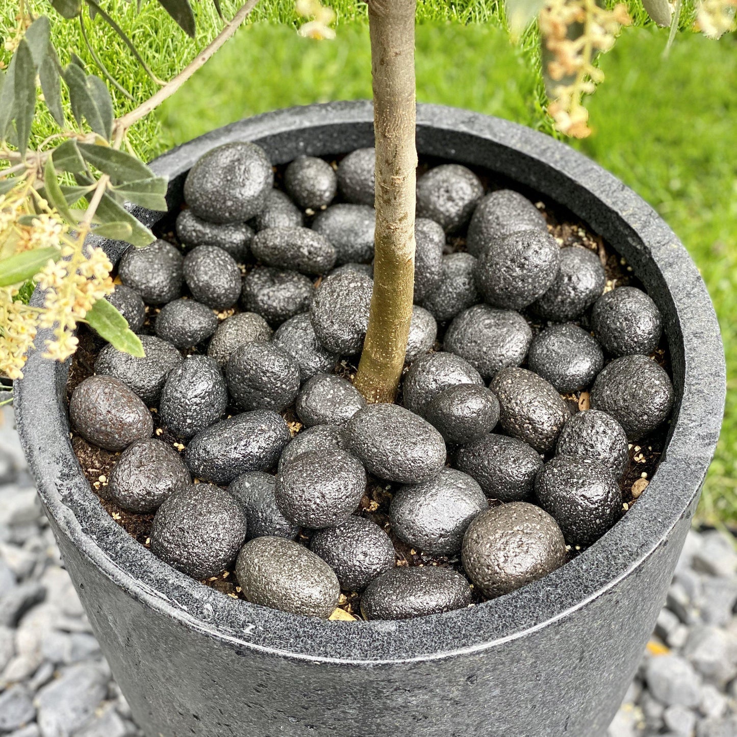 Black Lava Pebbles-Pebble-Stones4Gardens-stones4gardens