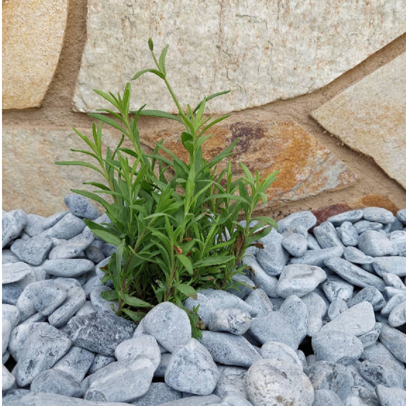 Kronos Pebbles-Pebble-stones4gardens-stones4gardens