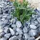 Kronos Pebbles-Pebble-stones4gardens-stones4gardens