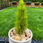 Rainbow Sandstone Pebbles-Pebble-Stones4Gardens-25 x 20 kg (approx 500 kg)-60/100mm-stones4gardens