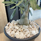 Rose Sparkling Pebbles-Pebble-Stones4Gardens-stones4gardens