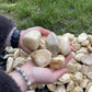 Giallo Siena Pebbles-Pebble-Stones4Gardens-stones4gardens