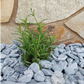 Kronos Pebbles-Pebble-stones4gardens-stones4gardens