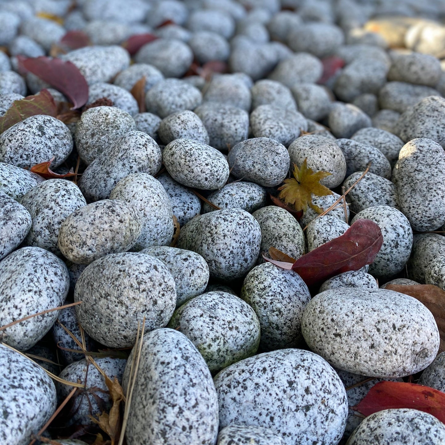 Silver Granite       Cobbles - Pebbles 🇵🇹